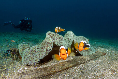 Amphiprion polymnus (Saddleback Anemonefish)