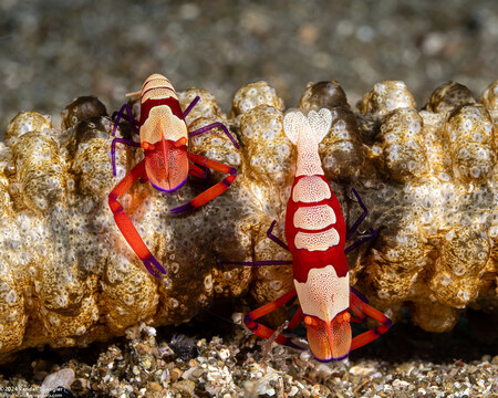 Zenopontonia rex (Emperor Shrimp)