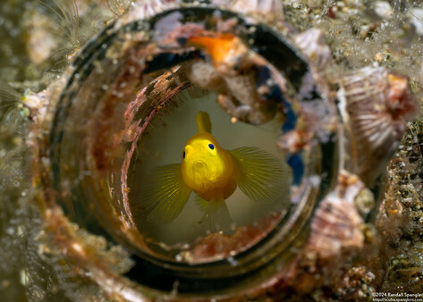 Lubricogobius exiguus (Ornate Goby)