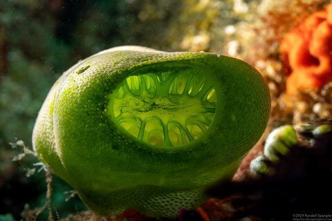 Didemnum molle (Urn Ascidian)