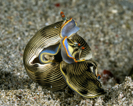 Armina semperi (Semper's Armina)