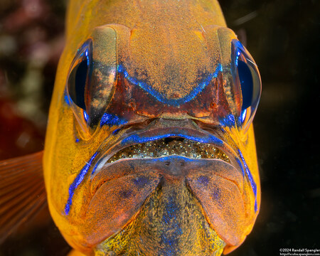 Ostorhinchus aureus (Ringtailed Cardinalfish); With eggs in its mouth