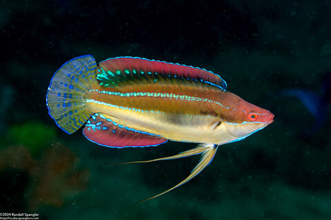 Cirrhilabrus temminckii (Peacock Fairy Wrasse)
