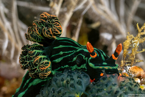 Nembrotha kubaryana (Kubaryana's Nembrotha)