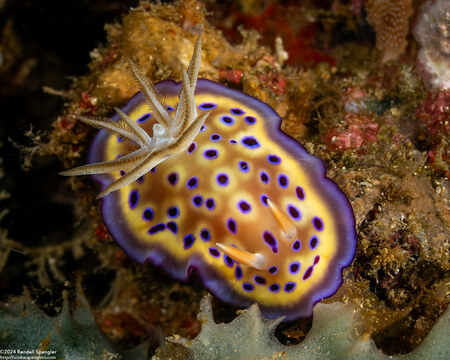 Goniobranchus kuniei (Kunie's Chromodoris)