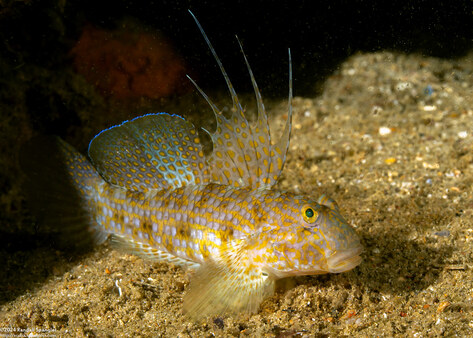 Exyrias akihito (Akihito's Goby)