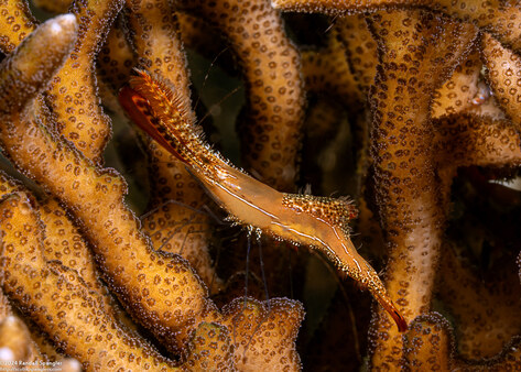 Leander plumosus (Long Nose Rock Shrimp)