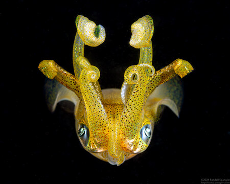 Sepioteuthis lessoniana (Bigfin Reef Squid)