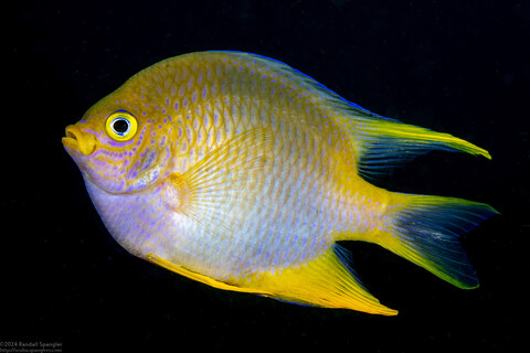 Amblyglyphidodon aureus (Golden Damsel)