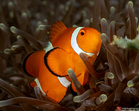 Amphiprion ocellaris (False Clown Anemonefish)