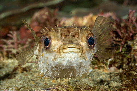 Cyclichthys orbicularis (Orbicular Burrfish)