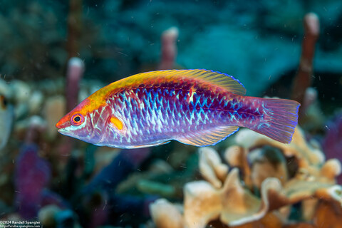 Cirrhilabrus lubbocki (Yellowback Fairy Wrasse); Indonesian variant without lines