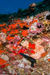 Tambja morosa (Gloomy Nudibranch)