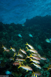 Mulloidichthys vanicolensis (Yellowfin Goatfish)