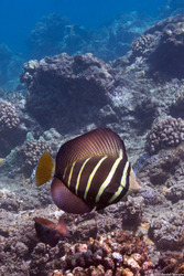 Zebrasoma veliferum (Pacific Sailfin Tang)
