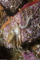 Octopus rubescens (Red Octopus)