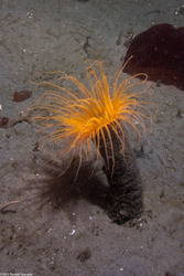 Pachycerianthus fimbriatus (Tube-Dwelling Anemone)