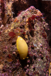 Doriopsilla fulva (White-Speckled Dorid)