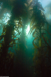 Macrocystis pyrifera (Giant Kelp)