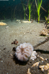 Metridium senile (Plumose Anemone)