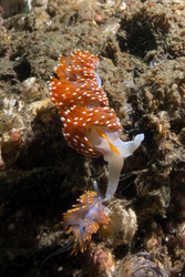 Hermissenda opalescens (Opalescent Nudibranch)