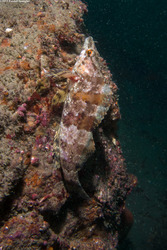 Oxylebius pictus (Painted Greenling)