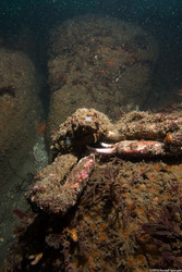 Loxorhynchus crispatus (Masking Crab)