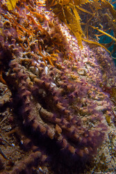 Phragmatopoma californica (Sandcastle Worm)