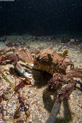 Loxorhynchus grandis (Sheep Crab)