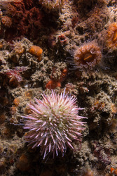 Strongylocentrotus purpuratus (Purple Sea Urchin)