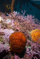 Tethya aurantium (Orange Puffball Sponge)
