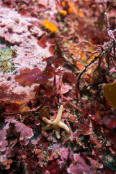 Henricia pumila (Dwarf Mottled Star)