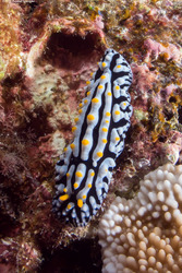 Phyllidia varicosa (Varicose Phyllidia)
