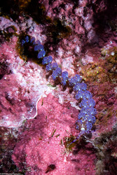 Pteraeolidia semperi (Blue Dragon Nudibranch)