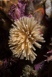 Eudistylia polymorpha (Feather Duster Worm)