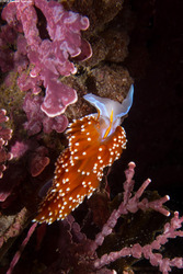 Hermissenda opalescens (Opalescent Nudibranch)