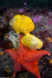 Peltodoris nobilis (Sea Lemon)