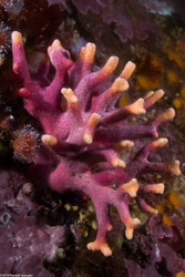 Album cover photo for East Pescadero Pinnacle - July 2014