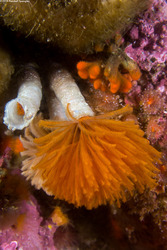 Eudistylia polymorpha (Feather Duster Worm)