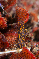 Polycera atra (Black Dorid)