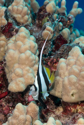Heniochus diphreutes (Schooling Bannerfish)