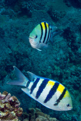 Abudefduf vaigiensis (Indo-Pacific Sergeant)