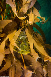 Scorpaenichthys marmoratus (Cabezon)