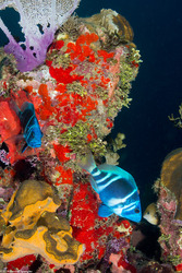 Hypoplectrus indigo (Indigo Hamlet)