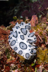 Ceratophyllidia papilligera (Black-Spotted Ceratophyllidia)