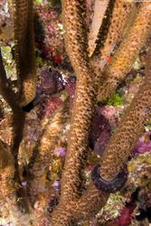 Hippocampus reidi (Longsnout Seahorse)