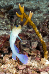 Opistognathus aurifrons (Yellowhead Jawfish)