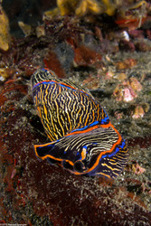 Navanax inermis (Navanax)