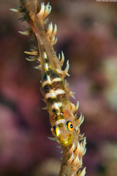 Bryaninops yongei (Wire Coral Goby)