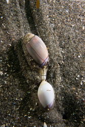Callianax biplicata (Olive Snail)